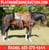 Horse ad