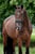 Annuncio cavallo