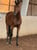 Annonce cheval