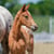 Horse ad