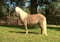 Annuncio cavallo