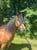 Annuncio cavallo
