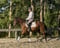Horse ad