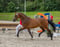 Paardadvertentie