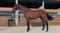 Annuncio cavallo