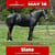 Horse ad