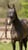Annuncio cavallo