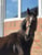 Horse ad