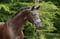 Annuncio cavallo