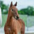 Horse ad