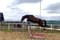 Horse ad