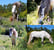 Annuncio cavallo