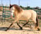 Horse ad