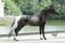 Horse ad