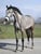 Horse ad