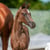 Horse ad
