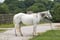 Annuncio cavallo