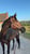 Horse ad