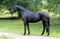 Horse ad