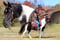 Horse ad