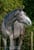 Horse ad