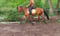 Horse ad