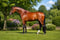 Annuncio cavallo