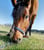 Horse ad