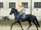 Horse ad