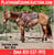 Horse ad