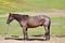 Horse ad