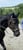 Annonce cheval