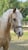 Horse ad