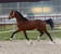 Horse ad