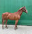 Annuncio cavallo