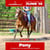 Annuncio cavallo