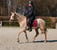 Horse ad