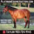 Horse ad