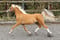Horse ad