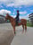 Horse ad