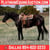 Horse ad