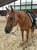 Horse ad