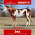 Horse ad