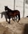 Horse ad