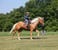 Annuncio cavallo