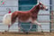 Annuncio cavallo