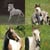 Horse ad