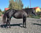 Annonce cheval