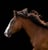 Horse ad