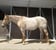 Annonce cheval